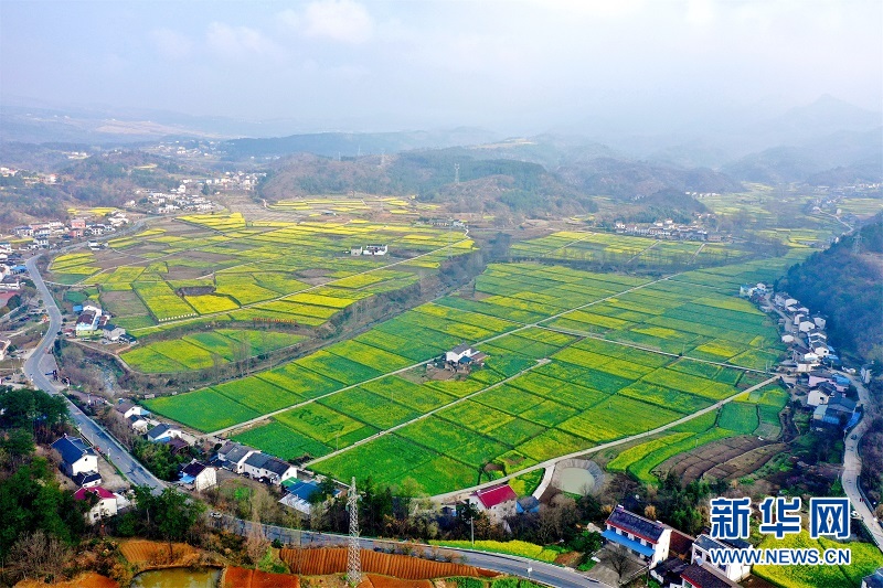 湖北宜昌：油菜花开 瞰春如画