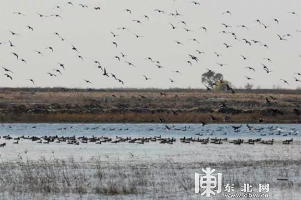 龙江春季观鸟地图：追寻空中精灵一同叫醒春天