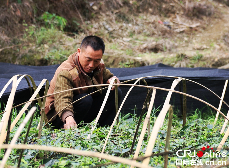 贵州望谟：茶农管护新苗忙（组图）