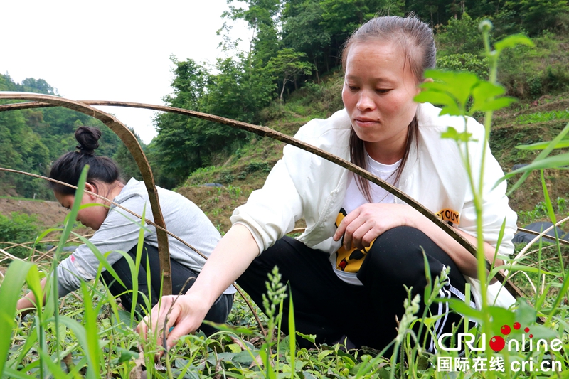 贵州望谟：茶农管护新苗忙（组图）