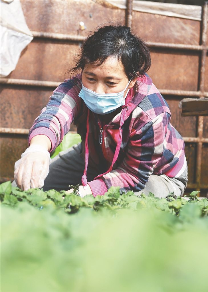 哈尔滨：秧苗长势喜人 叶菜4月中旬上市