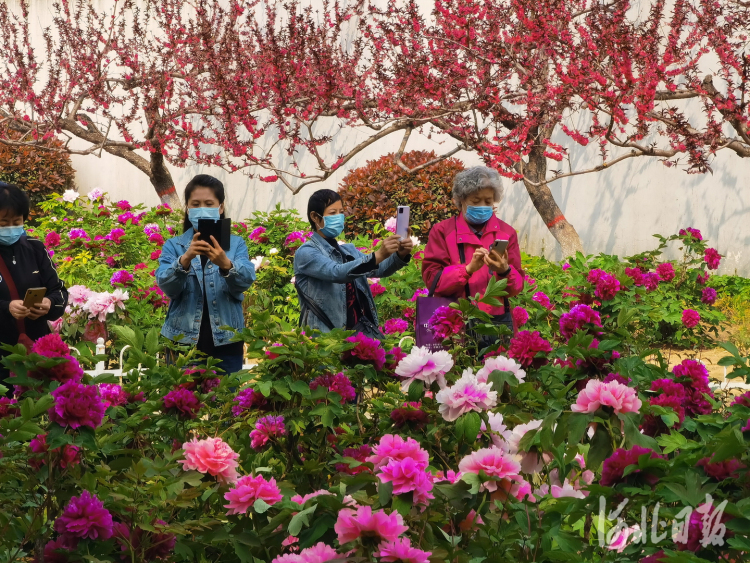 石家庄：牡丹花开惹人醉