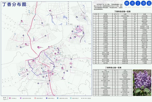 哈尔滨市绘制出《丁香赏花地图》推荐84条街路34个赏花园