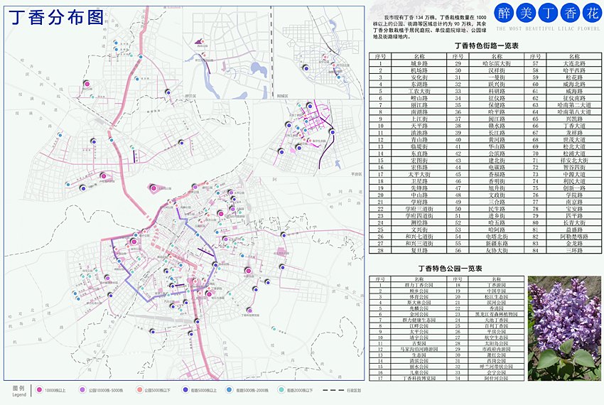 哈尔滨市绘制出《丁香赏花地图》推荐84条街路34个赏花园