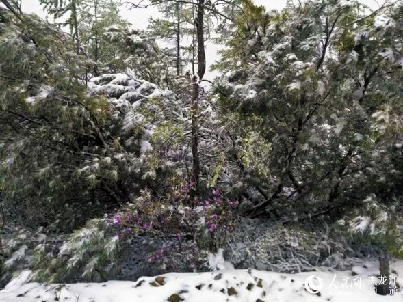 “中国爱情小镇”大兴安岭新林迎来浪漫飘雪