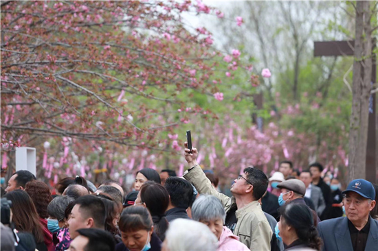 【原创】一河诗画满城花 第七届中国（鹤壁）樱花文化节开幕_fororder_图片3