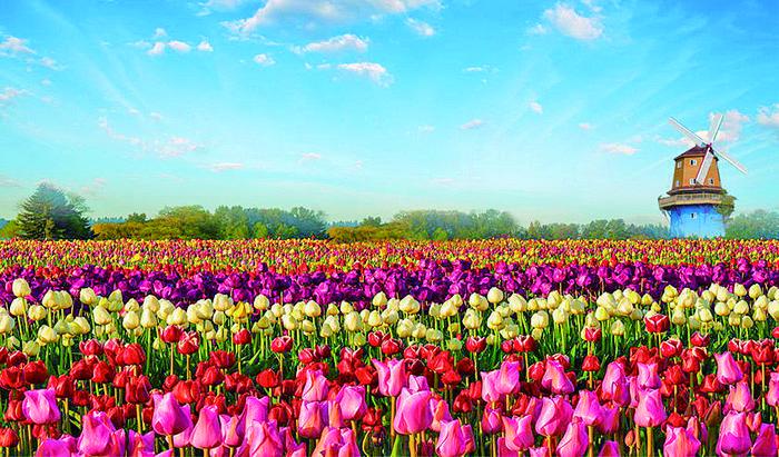 【鄢陵花博会 美丽花都 大】“花乡”花木盛 养老产业兴