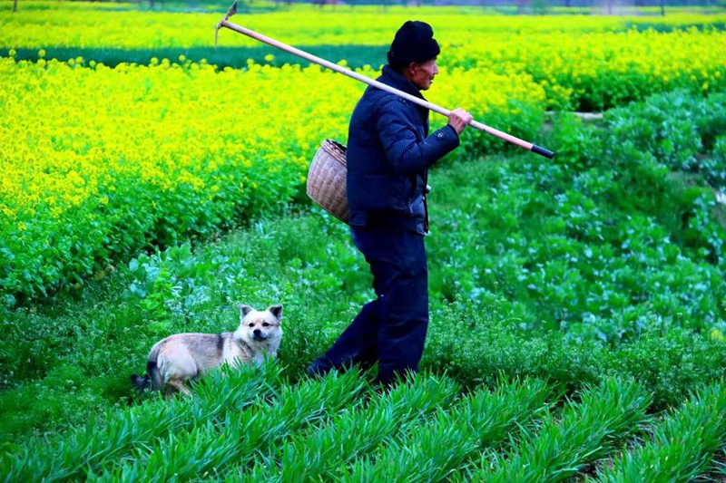 河南驻马店：人间最美四月天 展开田园新画卷