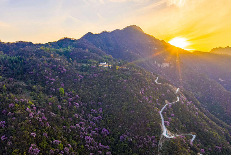 湖北保康：紫荆花开灿若霞