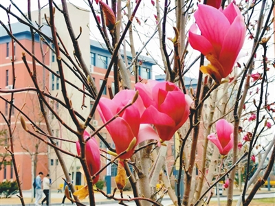 人间四月天 盛京花正好