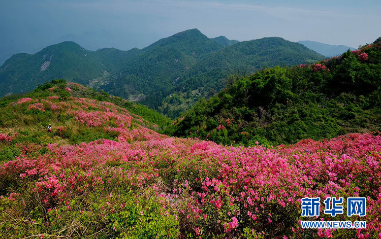 长岭关村：两朵花辉映脱贫路