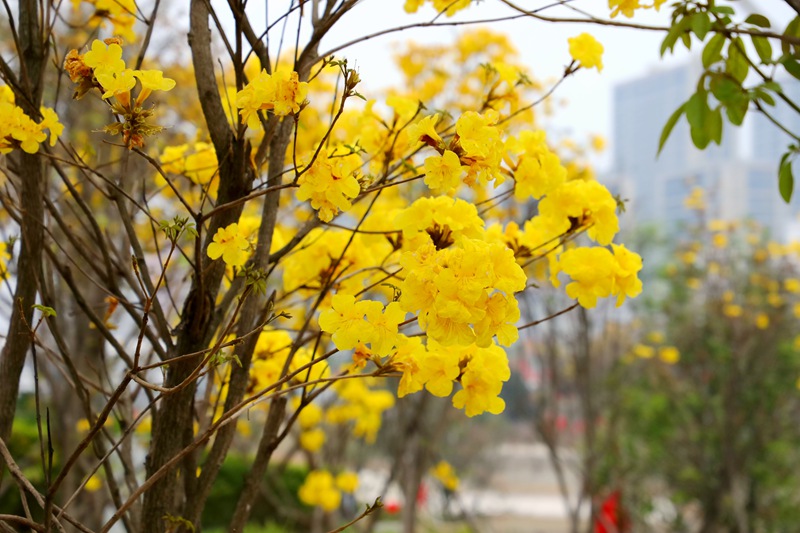 广西贵港：踏青赏花正当时