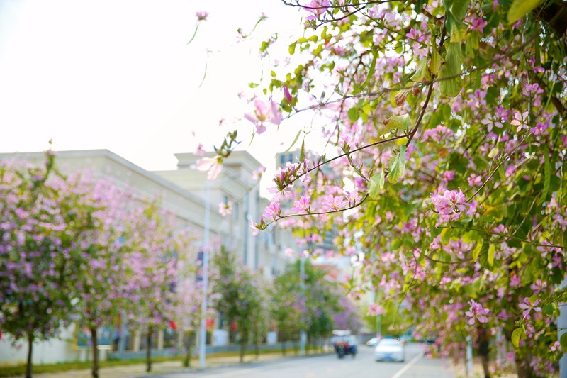 广西贵港：踏青赏花正当时