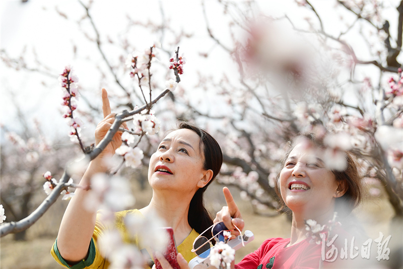 河北：花开燕赵 乐享春光