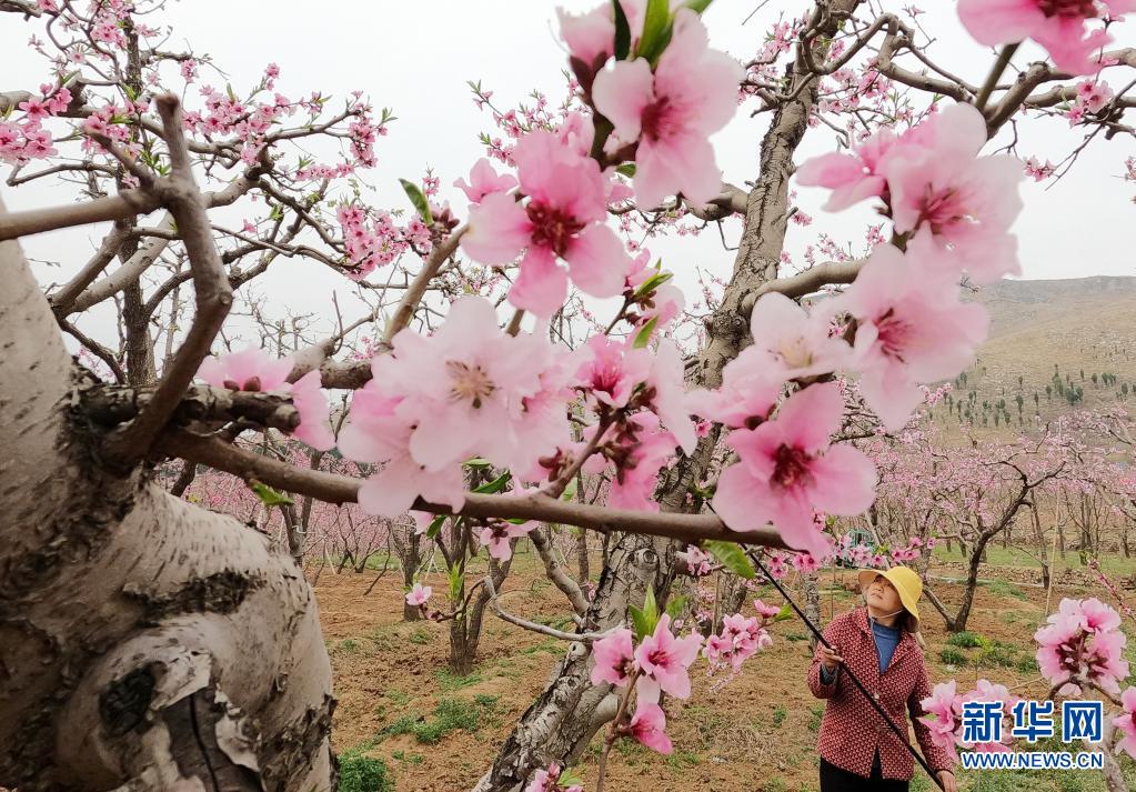 河北顺平：桃花艳 果农忙