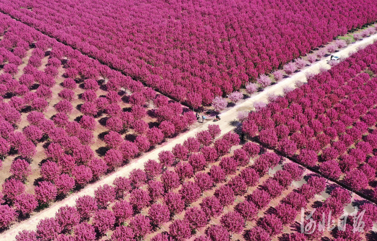 河北邯郸：千亩海棠映春光