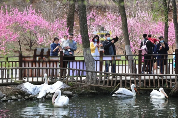 【原创】清明假期期间济南文旅集团旗下景区及场馆纳客60.48万人次_fororder_图片 2