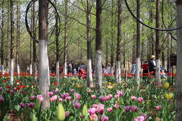 【原创】清明假期期间济南文旅集团旗下景区及场馆纳客60.48万人次_fororder_图片 6