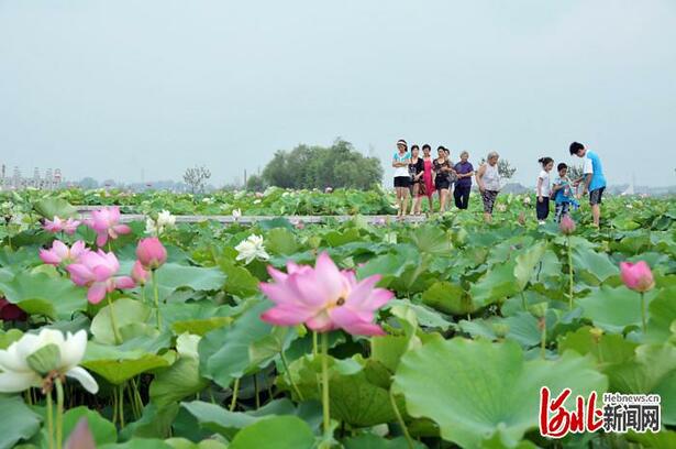 不负繁花不负春！河北这59条“春观花”休闲农业线路邀您来打卡