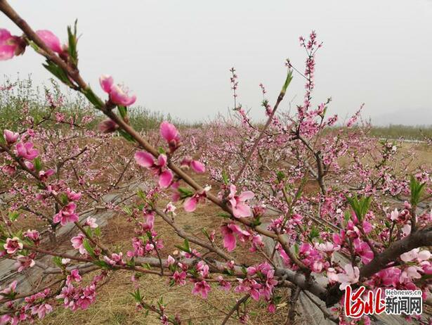 不负繁花不负春！河北这59条“春观花”休闲农业线路邀您来打卡