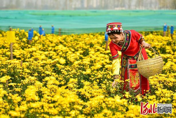 不负繁花不负春！河北这59条“春观花”休闲农业线路邀您来打卡