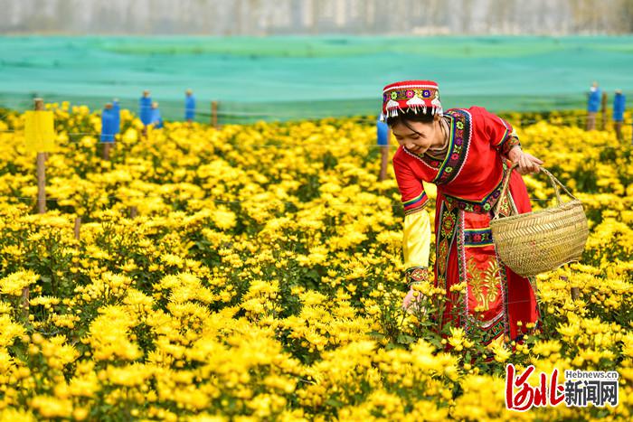 不负繁花不负春！河北这59条“春观花”休闲农业线路邀您来打卡