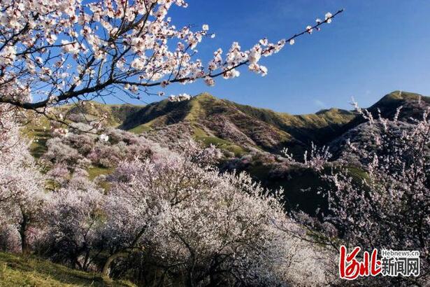 不负繁花不负春！河北这59条“春观花”休闲农业线路邀您来打卡