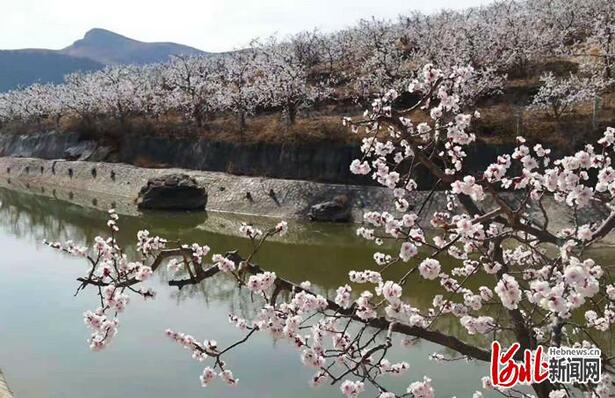 不负繁花不负春！河北这59条“春观花”休闲农业线路邀您来打卡