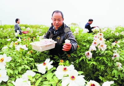 南京高淳桠溪牡丹花制茶促增收