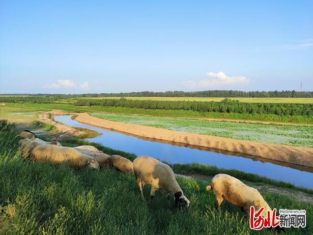 不负繁花不负春！河北这59条“春观花”休闲农业线路邀您来打卡