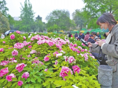 最黑牡丹花开洛阳城 王城公园3天迎14.8万游客赏牡丹