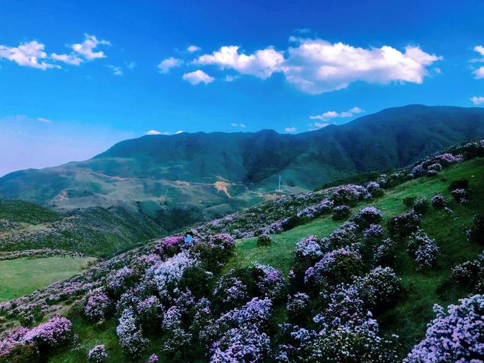 （旅游）乌蒙大草原：高原矮杜鹃花开引客来