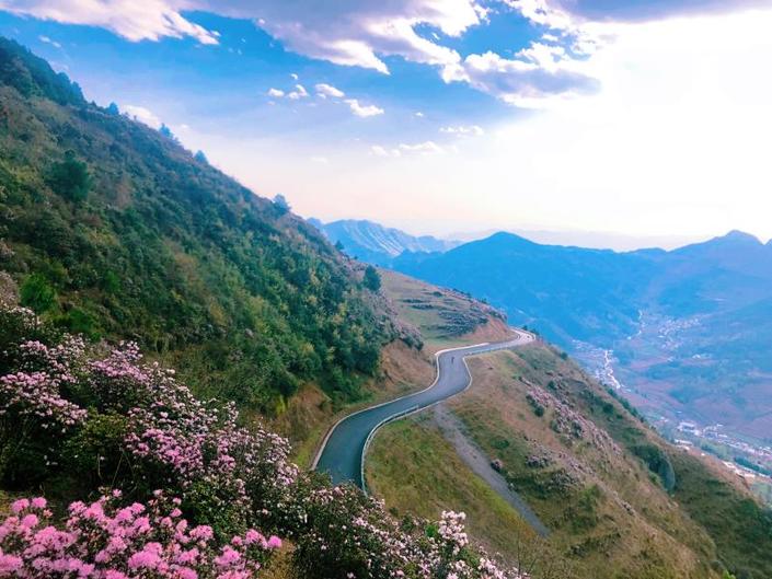 （旅游）乌蒙大草原：高原矮杜鹃花开引客来