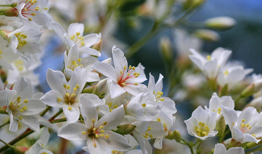 广西横县：四月芳菲油桐花开