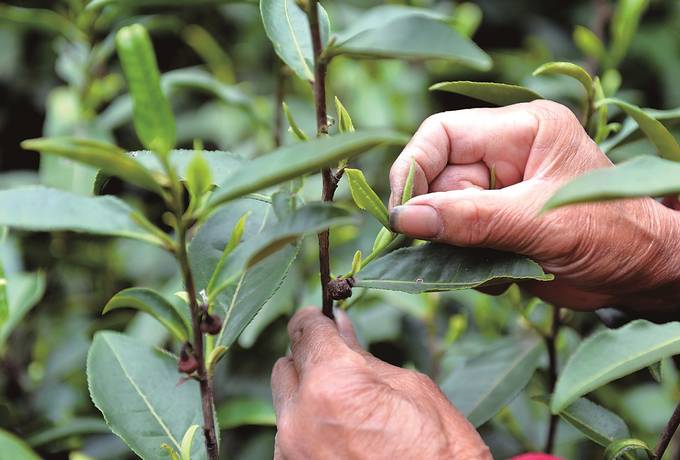 江苏春茶采制忙