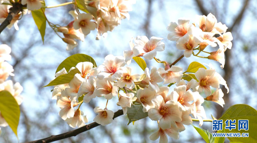 千树万树桐花开 层层花海似流云