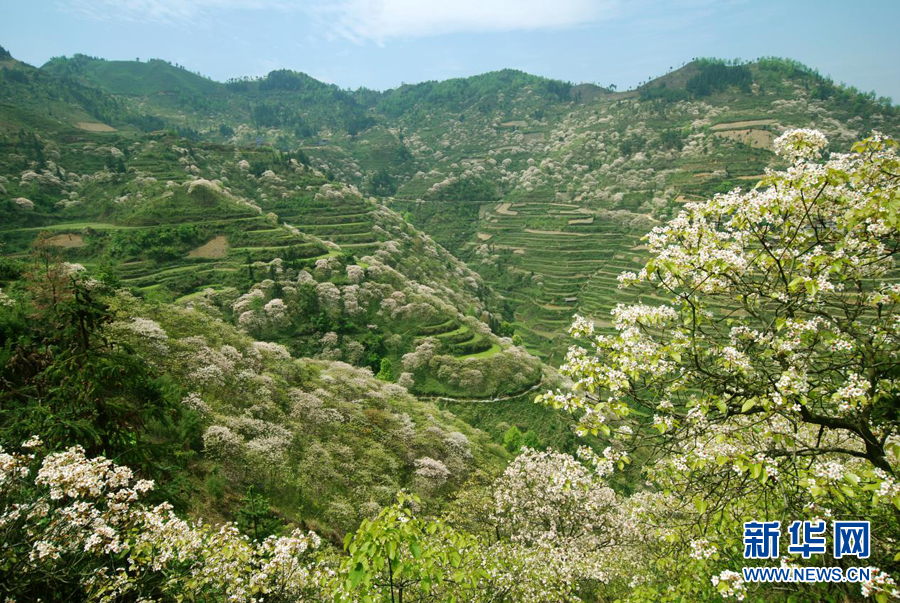 千树万树桐花开 层层花海似流云