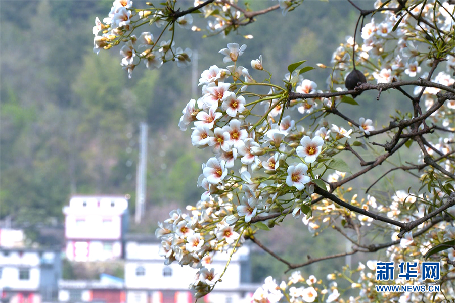 千树万树桐花开 层层花海似流云