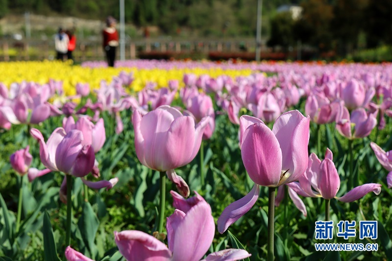 湖北宜昌：花开满园醉游人 “美丽经济”富村民