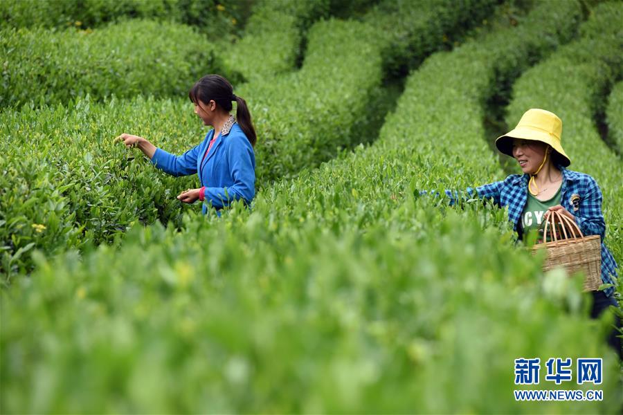 “陇上江南”采茶忙