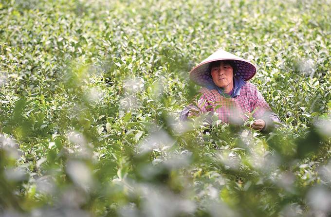 江苏春茶采制忙