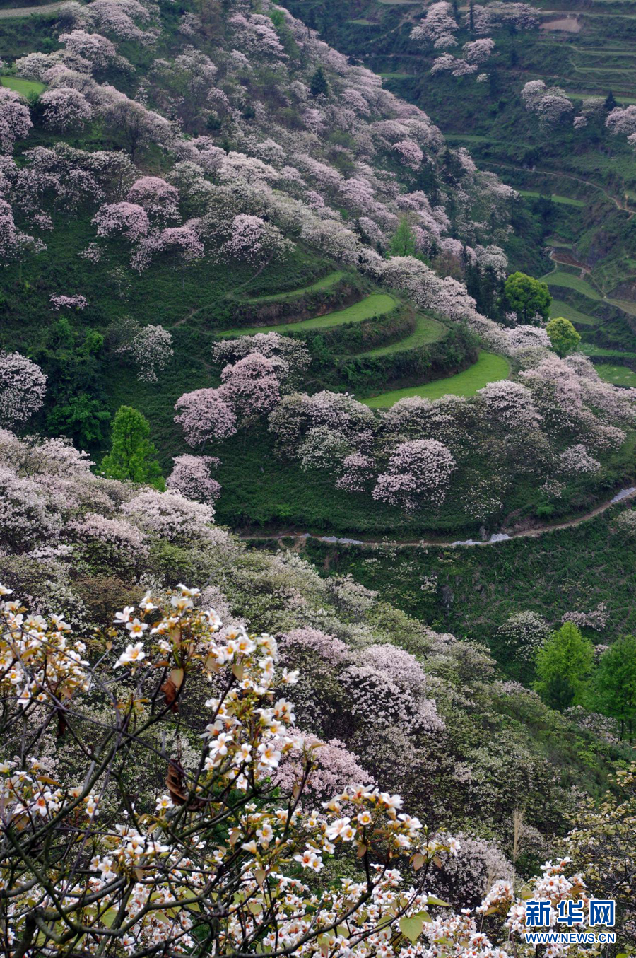 千树万树桐花开 层层花海似流云