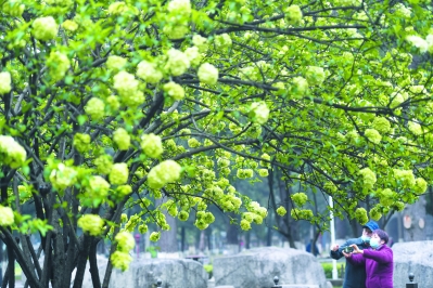 （头条）南京绣球花开缀满枝