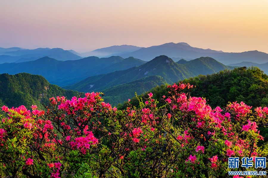 信阳新县：莫道春不在 杜鹃花已开