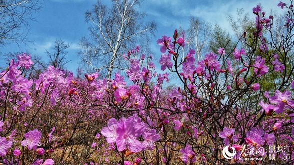 大兴安岭松岭举办第二届“杜鹃花似海 情定飞龙山”摄影节