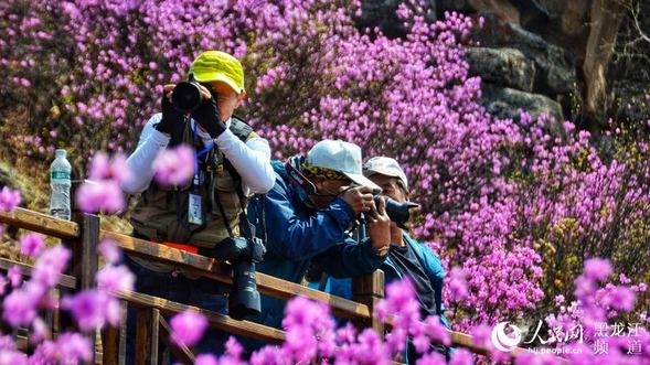 大兴安岭松岭举办第二届“杜鹃花似海 情定飞龙山”摄影节