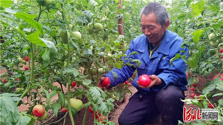 河北推进乡村振兴一线：棚里圈里生产忙 产销对接市场旺