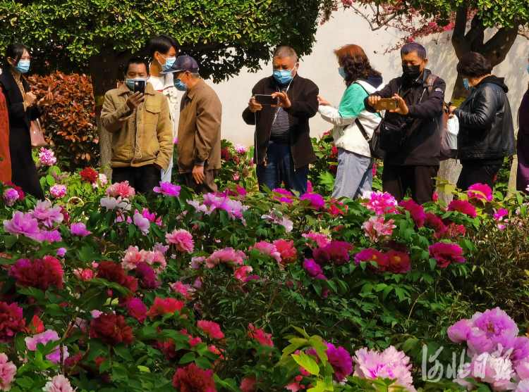 石家庄：牡丹花开惹人醉