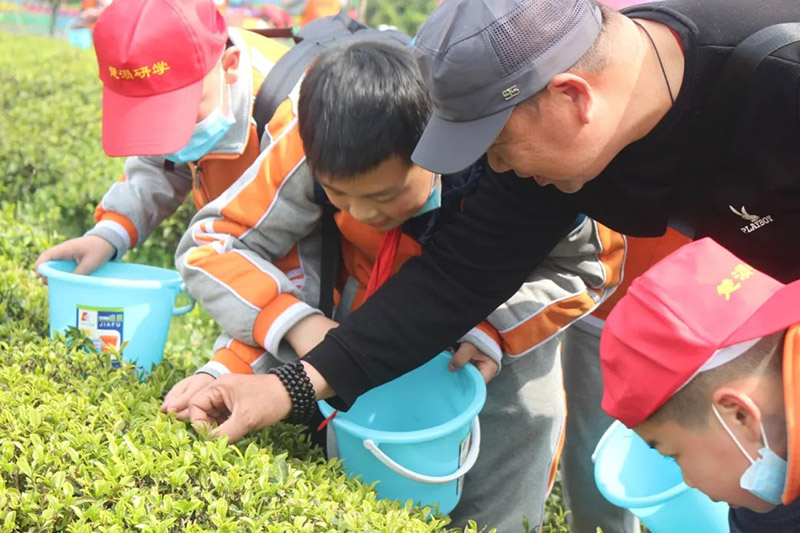 湖北随州曾都：课堂“搬”进茶场 小学生感受茶文化