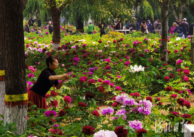 石家庄：牡丹花开惹人醉